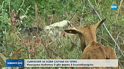 Съмнения за чума в Благоевградско
