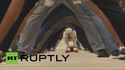Куче кара скейтборд през тунел от хора