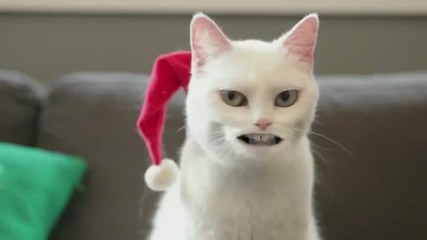 Cat Sings Jingle Bells