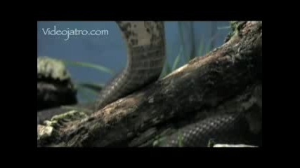 Най страшната кобра на света (смях)