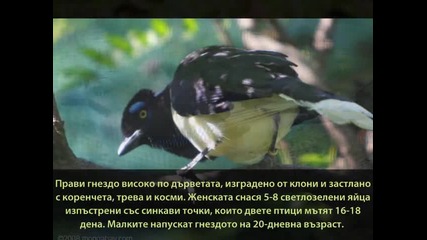 Всичко за Сойката 