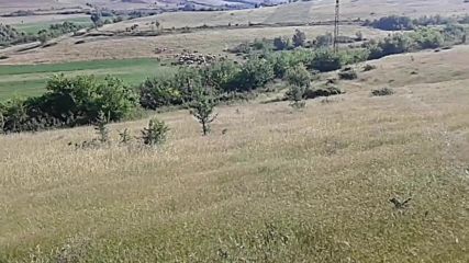 Кравите в село Левуново