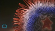 Is That Your Real Hair or Just a Furry Scalp Tattoo?