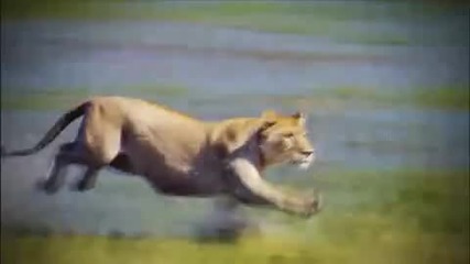 National Geographic Wild