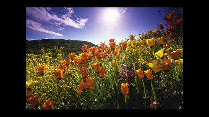 Molella - Sunshine