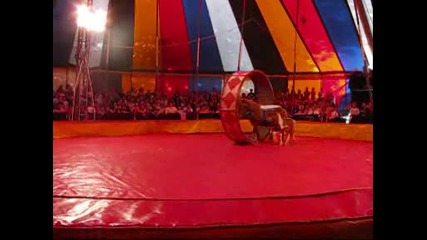 бебето пони Меги - цирк Aрена 