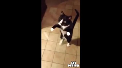 Котка върви на два крака