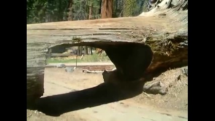 Паднала секвоя в нацоинален парк в Калифорния 