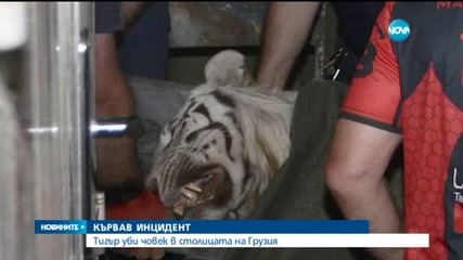 Избягал тигър уби грузинец в Тбилиси
