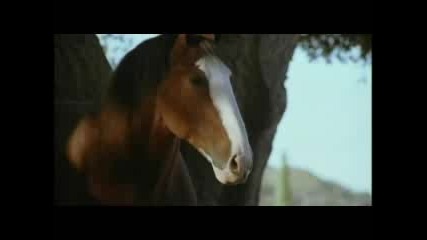 Fetch - Budweiser