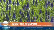 Сезонът на лалета в Нидерландия е в своя пик и се радва на хиляди посетители