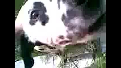 Doggy :)))
