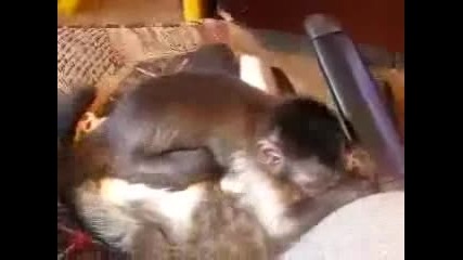 Много целувки от малката маймуна 
