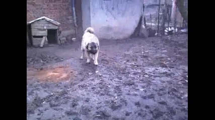 Кавказка Овчарка