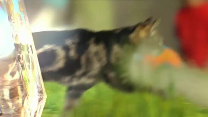 Ident: Cat Amongst the Pigeons 