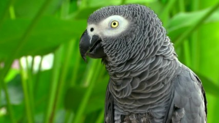 Птичият парк на о-в Бали ("Без багаж" еп.91)