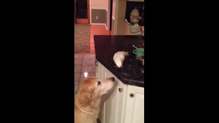 Птица храни куче с макарони !