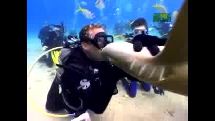 Нападание на акула над водолаз 