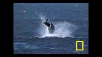 Killer Whale Vs. Sea Lions