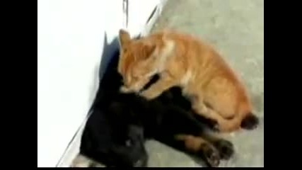 Котка и куче приятели 