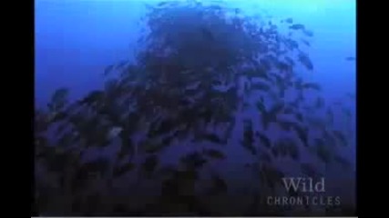 Nat Geo Wild Chronicles Whale Sharks