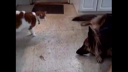 Котка и Куче 