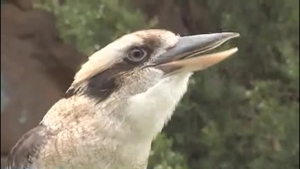 Песента на екзотичната птица Kookaburra