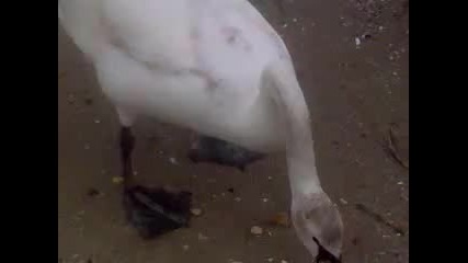 Лебеди във Варна 01.04.2012