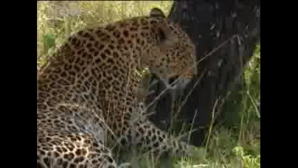 Ето как ловуват леопардите
