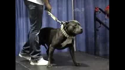 Atl Bullypalooza 2008 pitbull edit