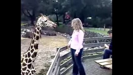 Giraf!