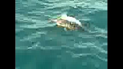 delfini v moreto