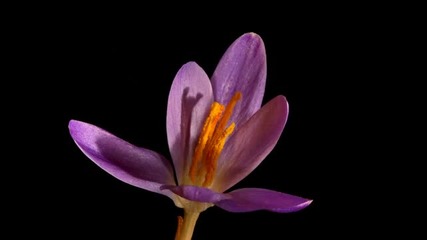 Feliz Aniversario com flores azuis-violeta para o meu Caro amigo Carlos... Blues