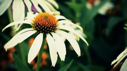 Soft Focus [macro Hd]