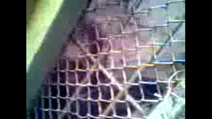 Crazy monkey