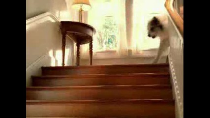 Реклама - Сапун,  Куче Пие От Тоалетната