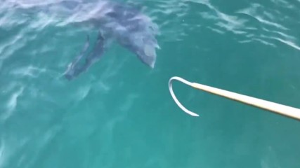 Акула прави скокове за да се отскубне от въдицата на рибари .