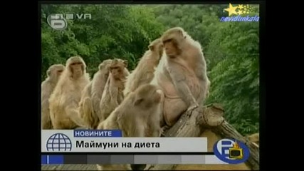 Господари На Ефира -Маймуни На Диета!23.09.2008