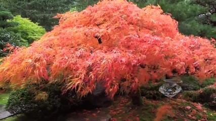 Portland Japanese Garden