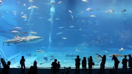 Kuroshio Sea - 2nd largest aquarium tank in the world - (song is Please dont go by Barcelona) (hq) 