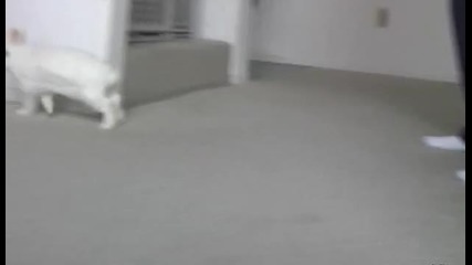 Невероятно! Заек ходи на 2 крака !