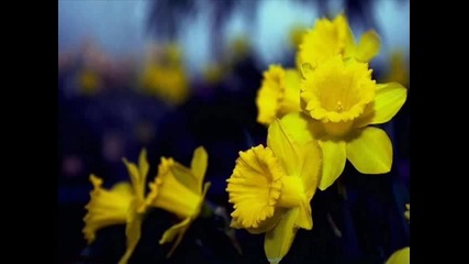 Atina Apostolova - Stojane sine, Stojane