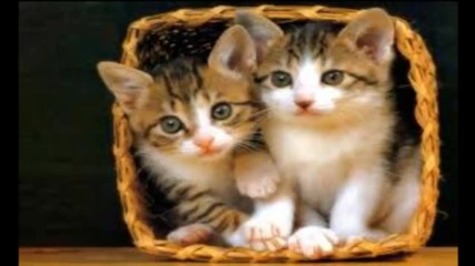 Котета