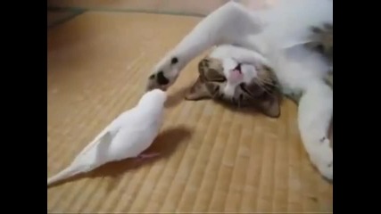 Папагалче се заяжда с котка