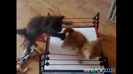 Зверски бой на ринга