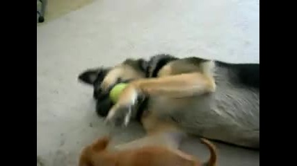 Puppy Owns German Shepherd