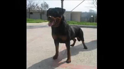 Rottweiler.