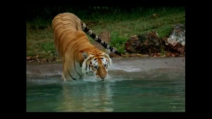 Tiger Tales 