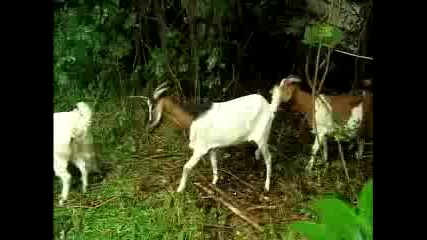 Animal Cops - Charles Jantzen Chief Investigator