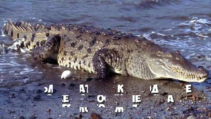 10 факта за Крокодилите